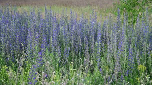 Salvia Superba in estate sul prato — Video Stock