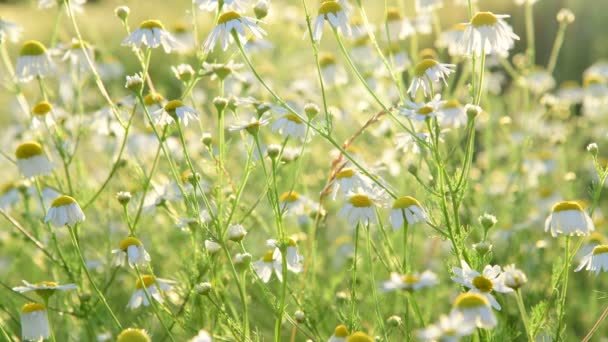Många fält chamomiles strålar att solen — Stockvideo