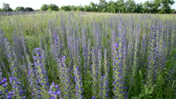 Beautiful meadow with blooming Salvia Superba — Stock Video