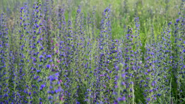 Salvia superba im Sommer auf der Wiese — Stockvideo