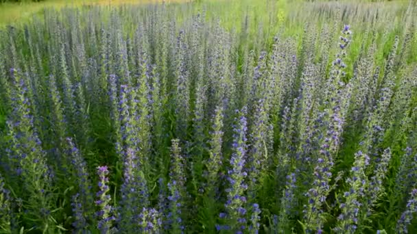 Schöne Wiese mit blühenden Salvia Superba — Stockvideo