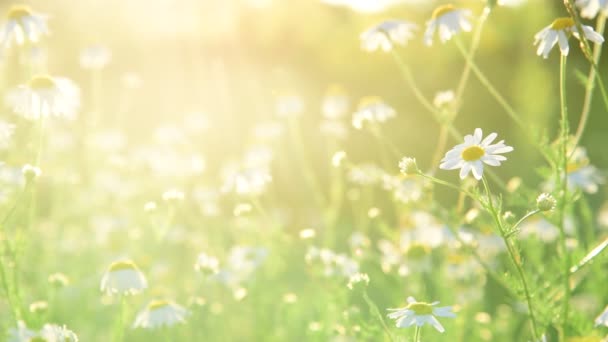 Güneş ışınları birçok alan chamomiles — Stok video