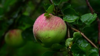 Elma ile elma ağacı yağmurdan ıslak