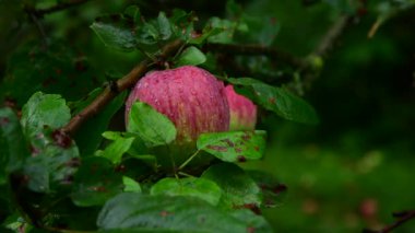 Elma ile elma ağacı yağmurdan ıslak