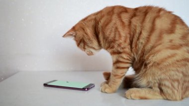Kedi bir bilgisayar oyunu fare ile smartphone üzerinde çalış