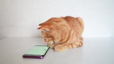 Bilgisayar oyun fare ile smartphone üzerinde kedi çalış