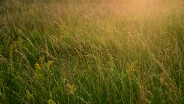 Frammenti del prato selvatico in raggi di sole al tramonto — Video Stock