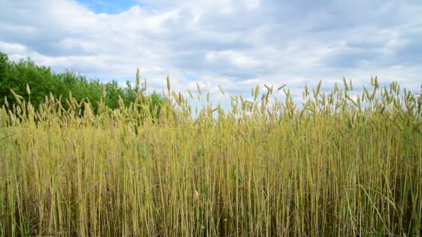 Жовта пшениця в полі, фрагмент — стокове відео