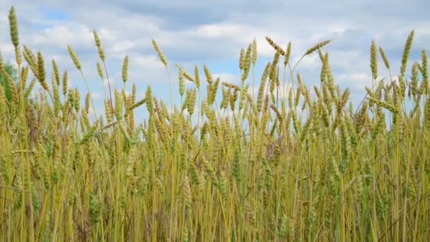 黄色の畑に小麦、フラグメント — ストック動画