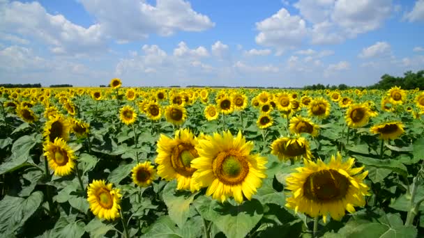 Campos hermosos con girasoles florecientes — Vídeos de Stock