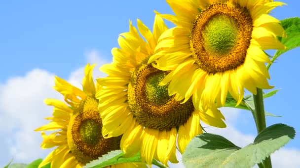 Flores de girasol en el día soleado — Vídeo de stock