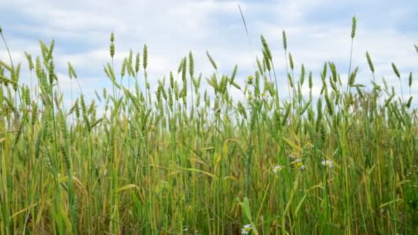 Trigo verde en el campo, fragmento — Vídeo de stock