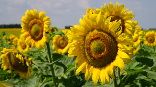 Sonnenblumenblüten an sonnigen Tagen — Stockvideo