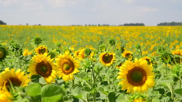 Campos bonitos com girassóis florescendo — Vídeo de Stock