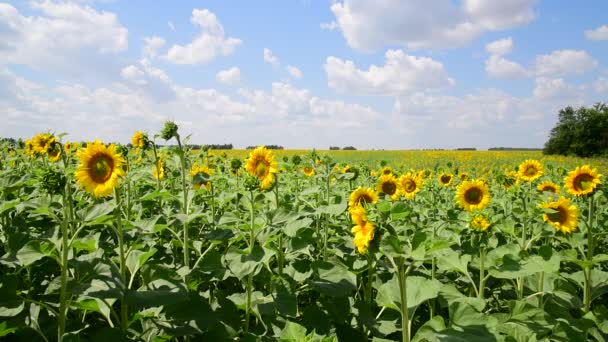 Прекрасні поля з квітучими соняшниками — стокове відео