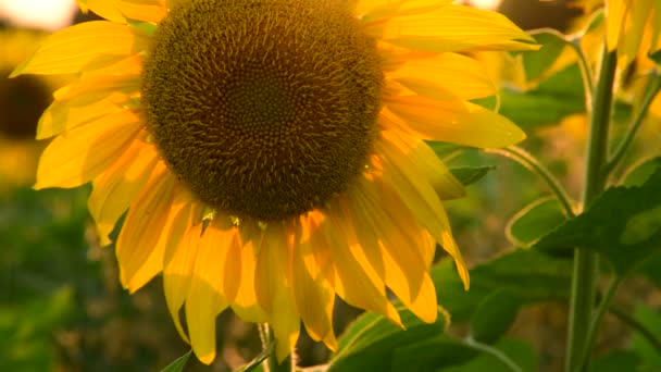 Grande fleur de tournesol au coucher du soleil — Video