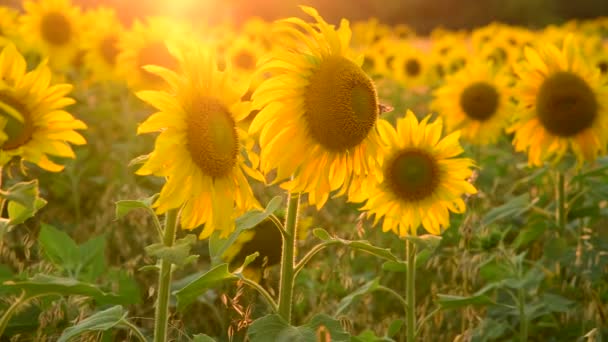 Pole s slunečnice v paprscích zapadajícího slunce — Stock video