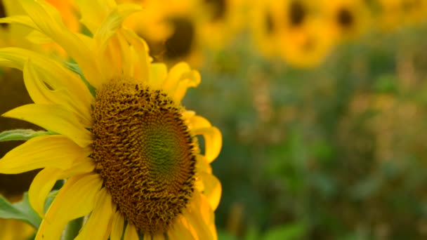 grande fleur de tournesol au coucher du soleil 