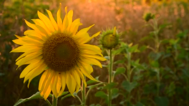 Grote zonnebloem bloem bij zonsondergang — Stockvideo