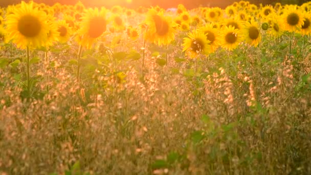 Campo con girasole In raggi di sole al tramonto — Video Stock