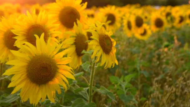 Pole s slunečnice v paprscích zapadajícího slunce — Stock video