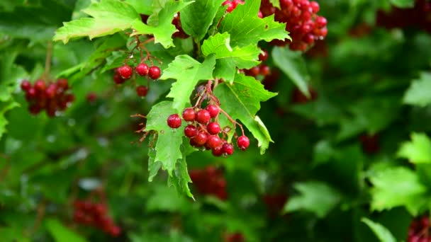 Rode viburnum met bessen is nat van de regen — Stockvideo