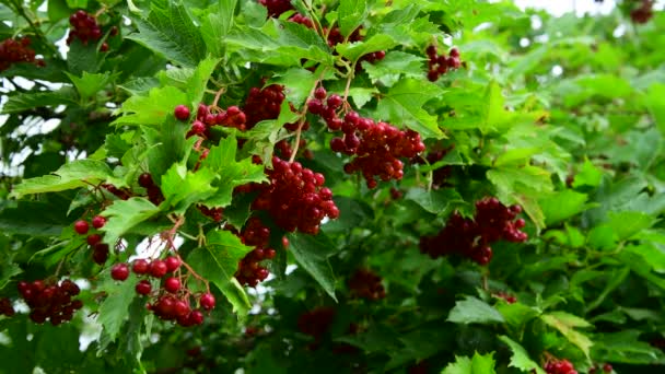 Kalina z czerwone jagody są mokre od deszczu — Wideo stockowe