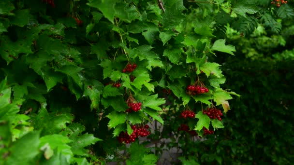 Kalina mit roten Beeren ist nass vom Regen — Stockvideo