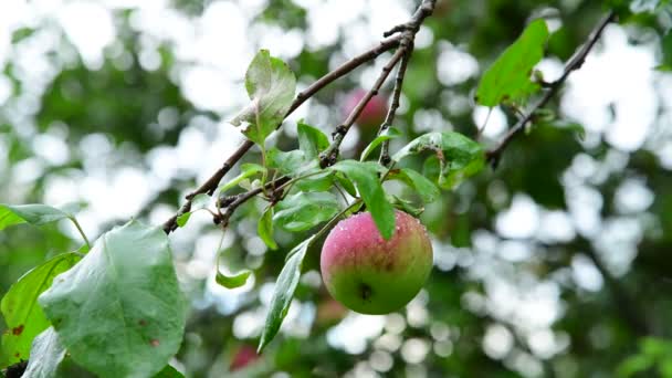 Manzano con manzanas mojado por la lluvia — Vídeo de stock