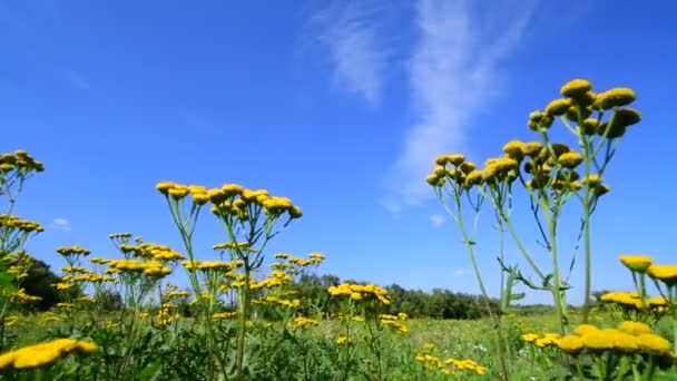 Amarelo tansy no prado contra o céu — Vídeo de Stock