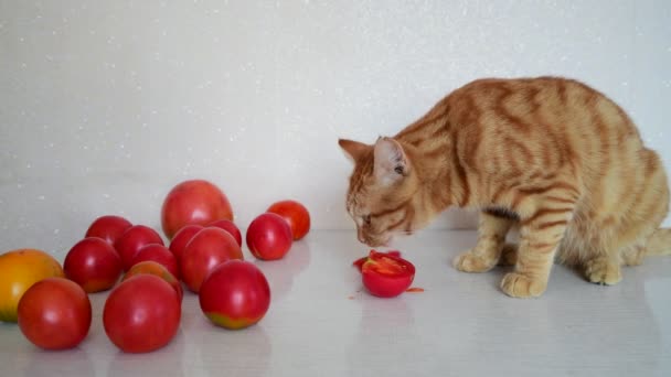 Le chat rouge mange des tomates mûres — Video