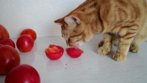 Gato vermelho está comendo tomates maduros — Vídeo de Stock