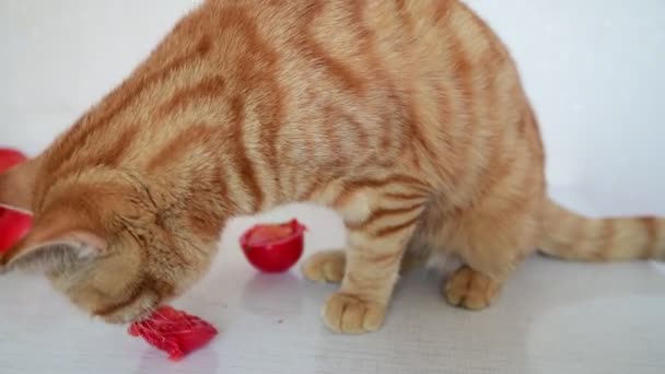 Кот ест спелые помидоры — стоковое видео