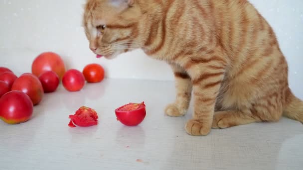 Кот ест спелые помидоры — стоковое видео