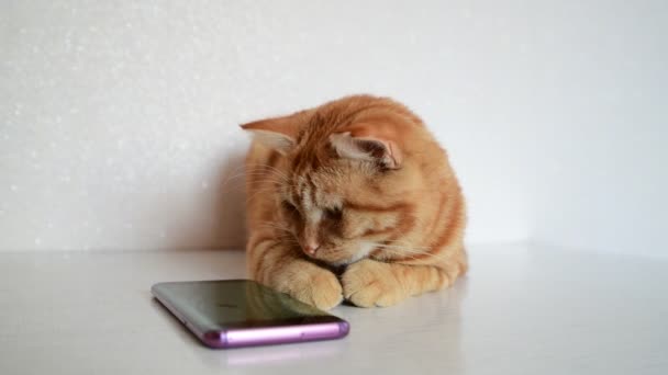 Cat играет на смартфоне с мышкой компьютерной игры — стоковое видео