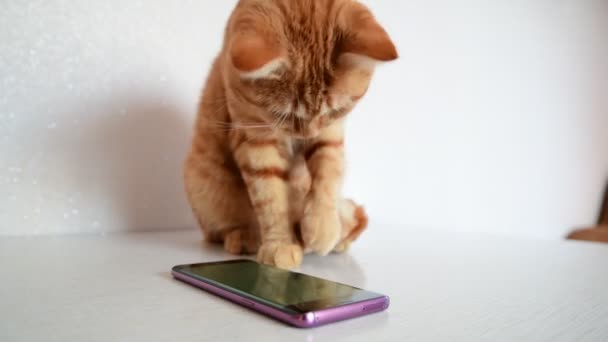 Gato juega en el teléfono con el ratón juego de ordenador — Vídeo de stock