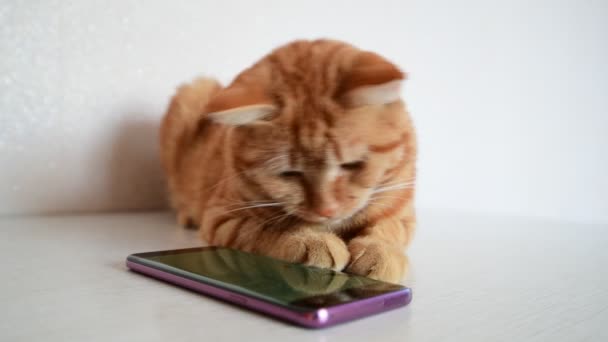 Katt spelar på telefon med datorspel mus — Stockvideo