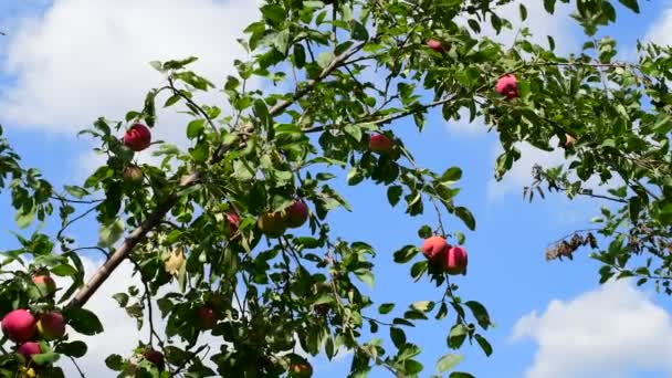 Manzanas en el árbol en el jardín. Sobre el fondo del cielo azul — Vídeos de Stock