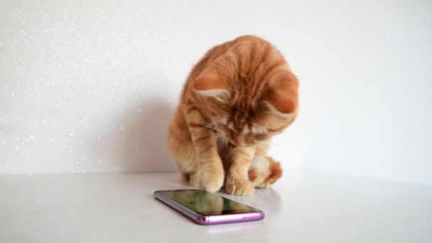 Chat joue sur smartphone avec la souris de jeu d'ordinateur — Video