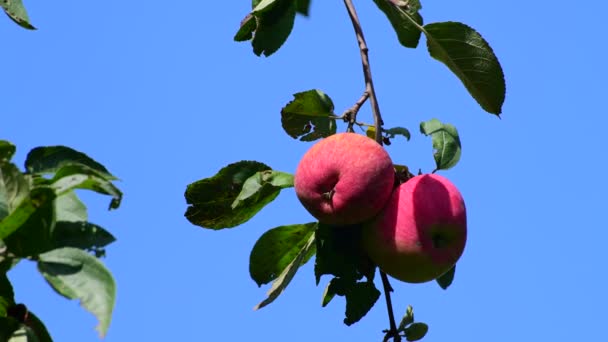 Pommes sur l'arbre dans le jardin. Sur fond de ciel bleu — Video