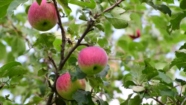 Яблоки на дереве в саду — стоковое видео