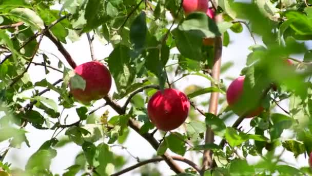 Äpplen på träd i trädgården — Stockvideo