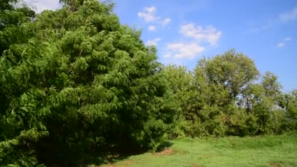 Acacia se balancea en el viento fuerte en verano — Vídeo de stock