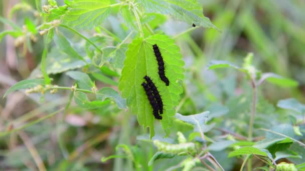 Tres orugas negras sobre hoja de ortiga — Vídeos de Stock