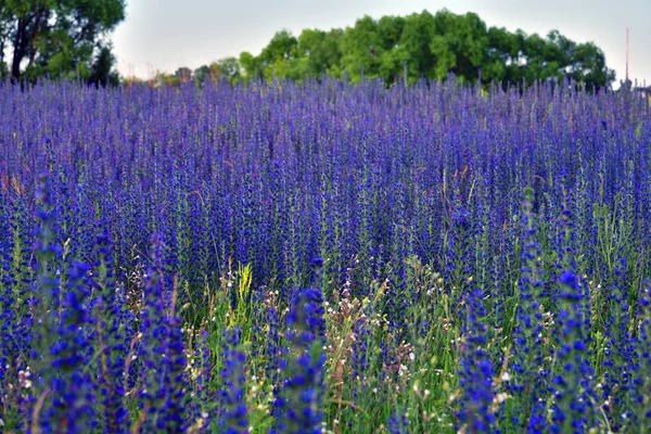 Salvia Superba Été Sur Une Prairie — Photo