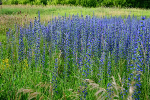 Salvia Superba Lecie Łące — Zdjęcie stockowe