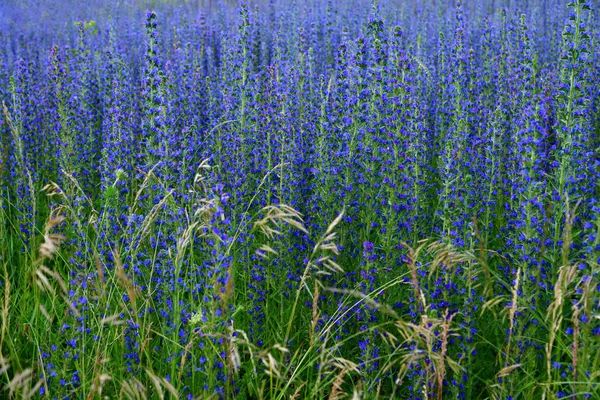 Salvia Superba Καλοκαίρι Ένα Λιβάδι — Φωτογραφία Αρχείου