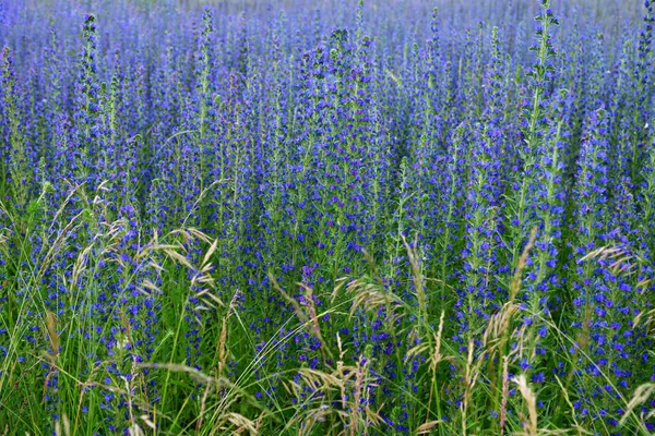 Salvia Superba Καλοκαίρι Ένα Λιβάδι — Φωτογραφία Αρχείου