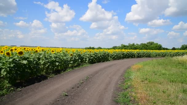 Marginalerna för solros fält med road, Ryssland — Stockvideo