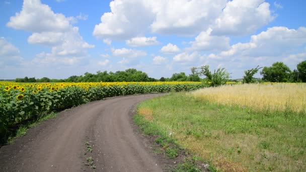 Margen de los campos de girasol con carretera, Rusia — Vídeos de Stock